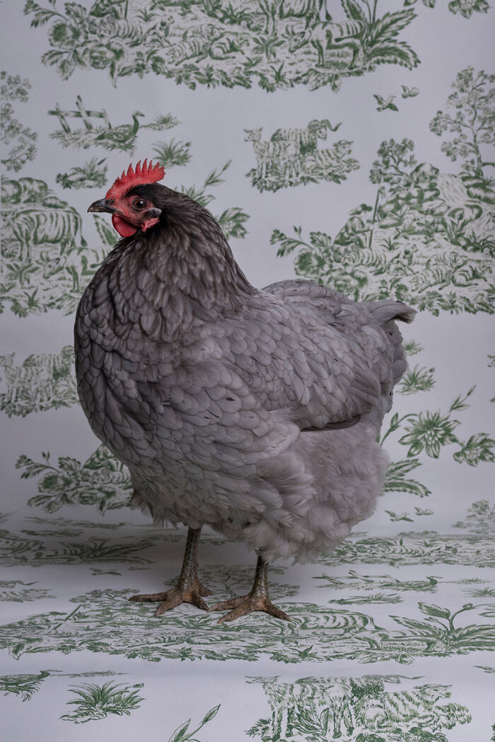 Photographer Captured 21 Colorful Bird Portraits That Blur The Line Between Nature And Art History