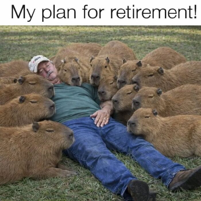 39 Memes Shared By This Page That Show How Cute And Relatable Capybaras Are