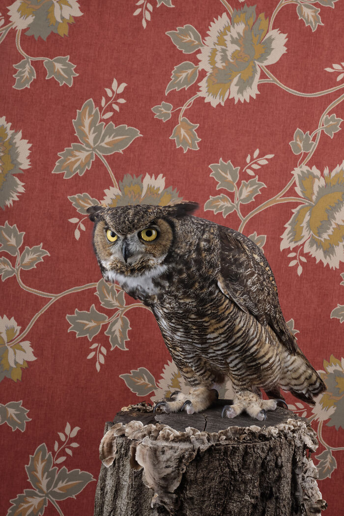 Photographer Captured 21 Colorful Bird Portraits That Blur The Line Between Nature And Art History
