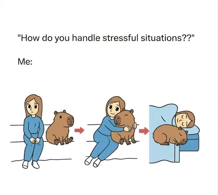 39 Memes Shared By This Page That Show How Cute And Relatable Capybaras Are