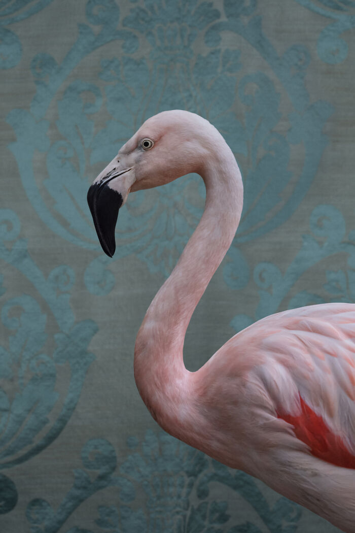 Photographer Captured 21 Colorful Bird Portraits That Blur The Line Between Nature And Art History