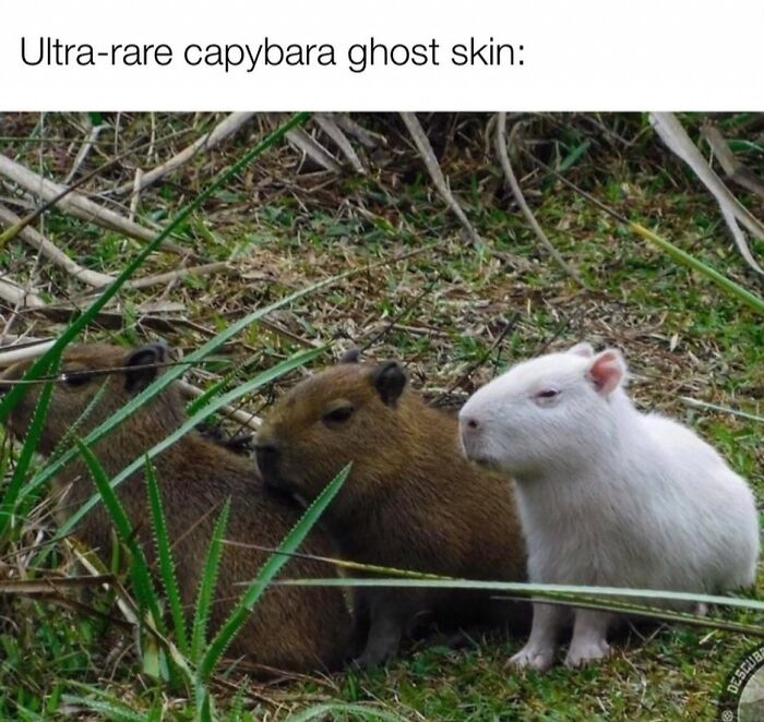 39 Memes Shared By This Page That Show How Cute And Relatable Capybaras Are
