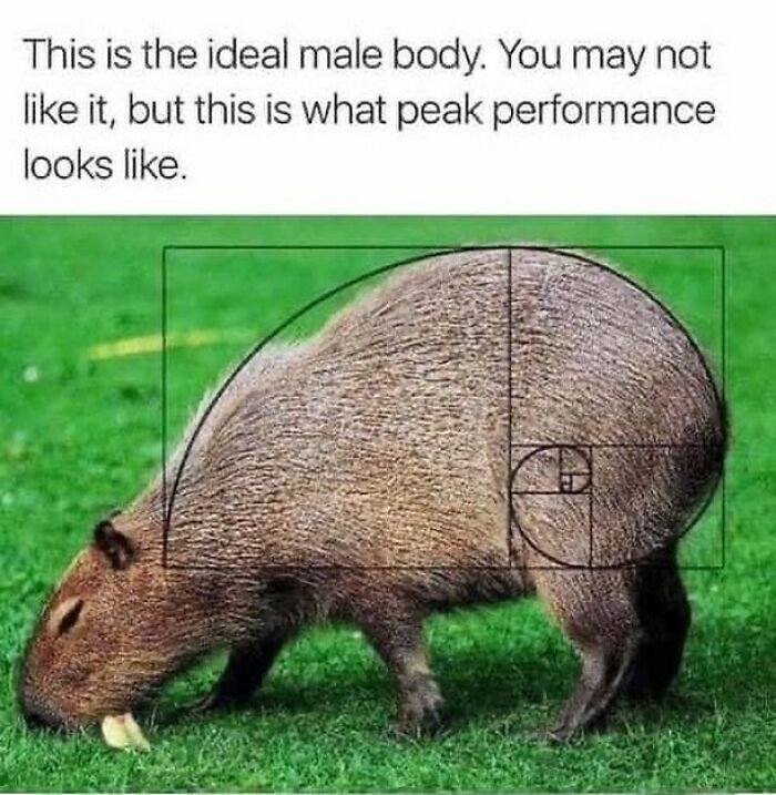 39 Memes Shared By This Page That Show How Cute And Relatable Capybaras Are
