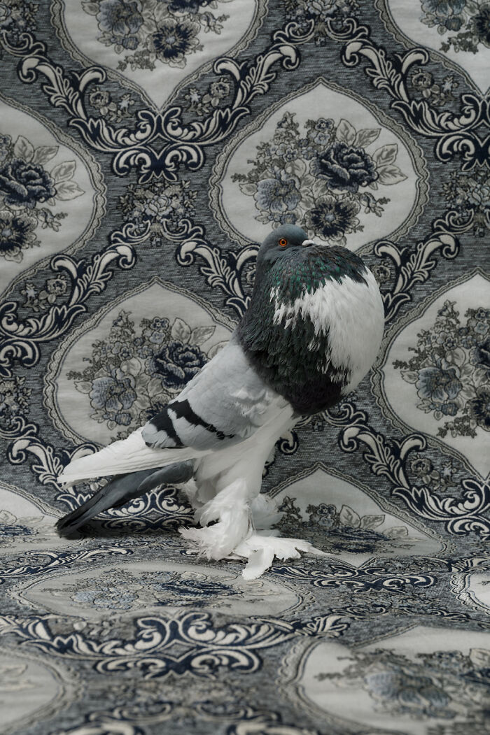 Photographer Captured 21 Colorful Bird Portraits That Blur The Line Between Nature And Art History