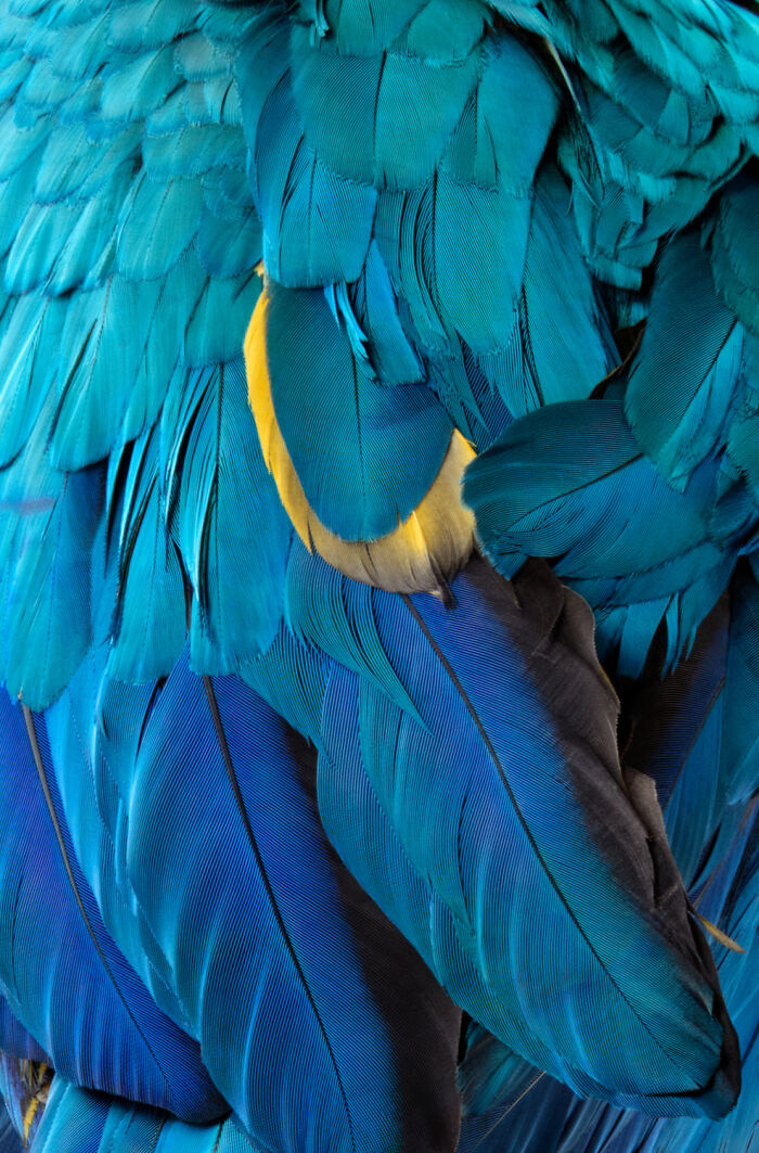 Photographer Captured 21 Colorful Bird Portraits That Blur The Line Between Nature And Art History