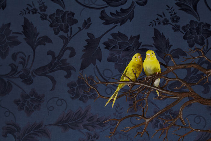Photographer Captured 21 Colorful Bird Portraits That Blur The Line Between Nature And Art History