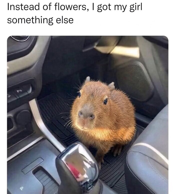 39 Memes Shared By This Page That Show How Cute And Relatable Capybaras Are