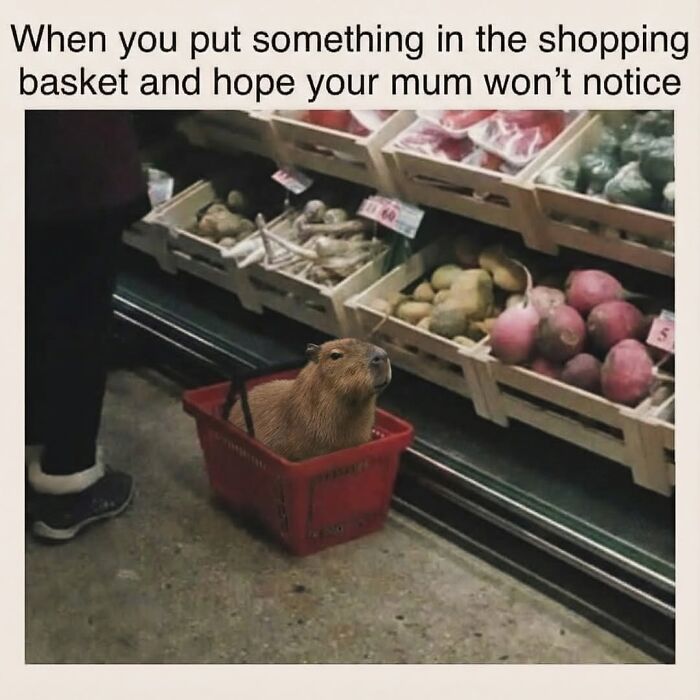 39 Memes Shared By This Page That Show How Cute And Relatable Capybaras Are