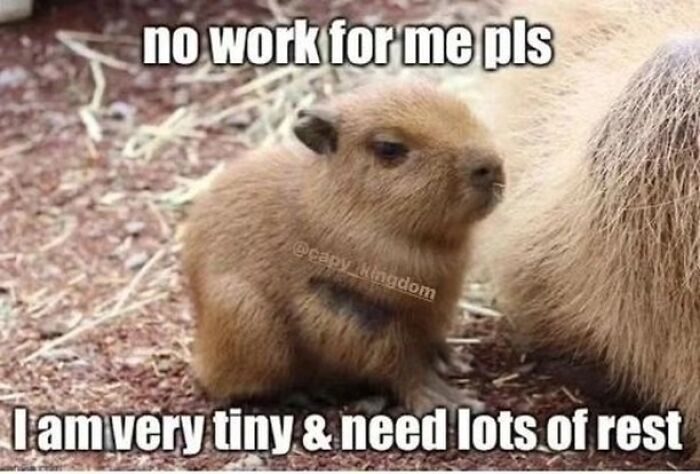 39 Memes Shared By This Page That Show How Cute And Relatable Capybaras Are