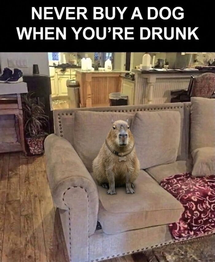 39 Memes Shared By This Page That Show How Cute And Relatable Capybaras Are