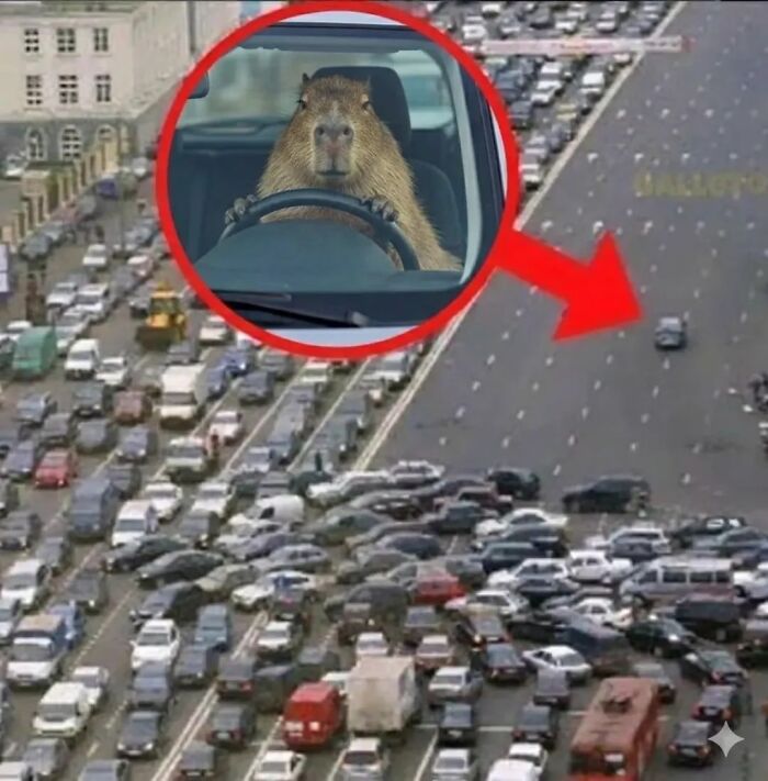 39 Memes Shared By This Page That Show How Cute And Relatable Capybaras Are 39 Memes Shared By This Page That Show How Cute And Relatable Capybaras Are