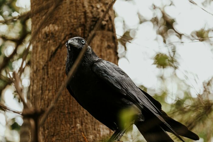 “Crows Hold A Grudge For 17 Years”: 35 Mind-Blowing But True Scientific Facts About Everything “Crows Hold A Grudge For 17 Years”: 35 Mind-Blowing But True Scientific Facts About Everything
