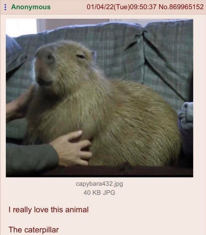 39 Memes Shared By This Page That Show How Cute And Relatable Capybaras Are