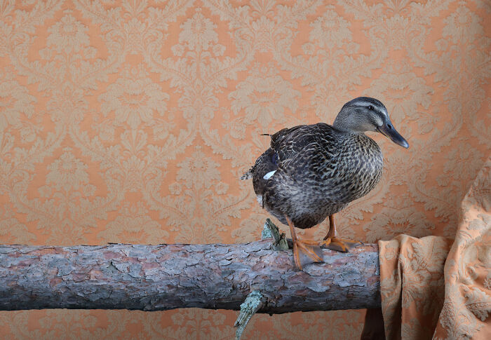 Photographer Captured 21 Colorful Bird Portraits That Blur The Line Between Nature And Art History