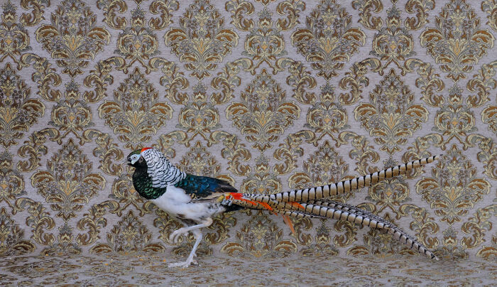 Photographer Captured 21 Colorful Bird Portraits That Blur The Line Between Nature And Art History Photographer Captured 21 Colorful Bird Portraits That Blur The Line Between Nature And Art History