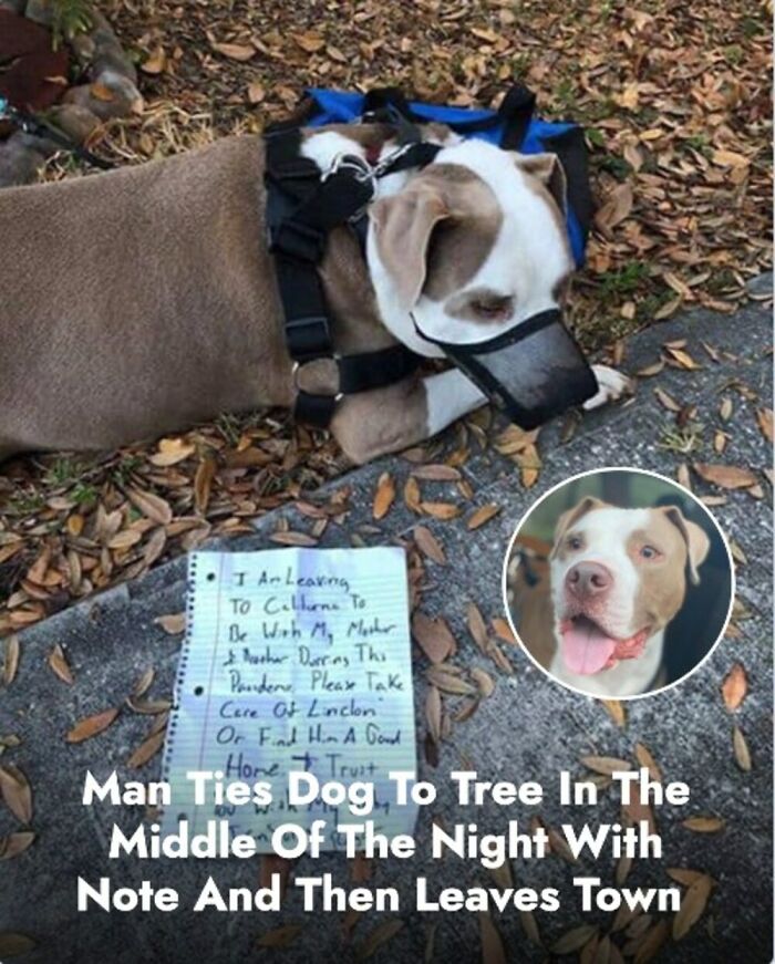 28 Emotional Animal Rescue Stories Shared By This Page That Might Restore Your Faith In Humanity