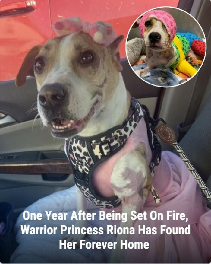 28 Emotional Animal Rescue Stories Shared By This Page That Might Restore Your Faith In Humanity