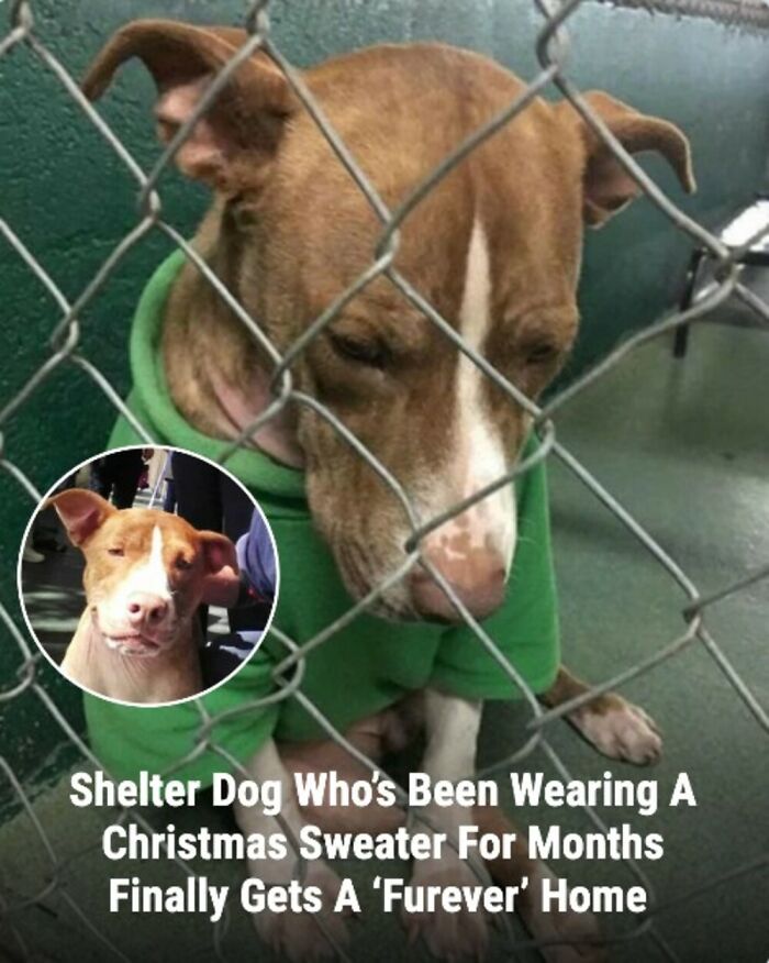 28 Emotional Animal Rescue Stories Shared By This Page That Might Restore Your Faith In Humanity