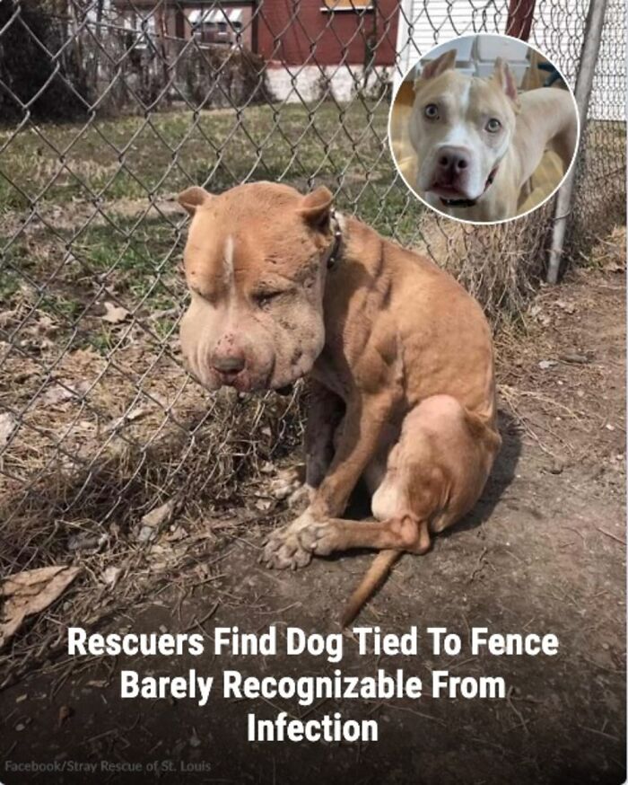28 Emotional Animal Rescue Stories Shared By This Page That Might Restore Your Faith In Humanity