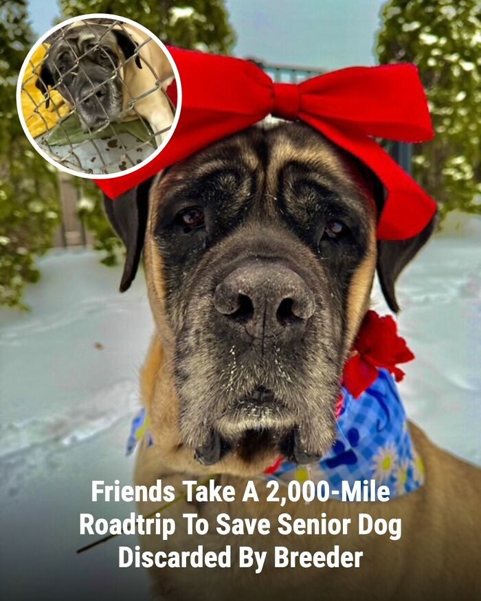 28 Emotional Animal Rescue Stories Shared By This Page That Might Restore Your Faith In Humanity