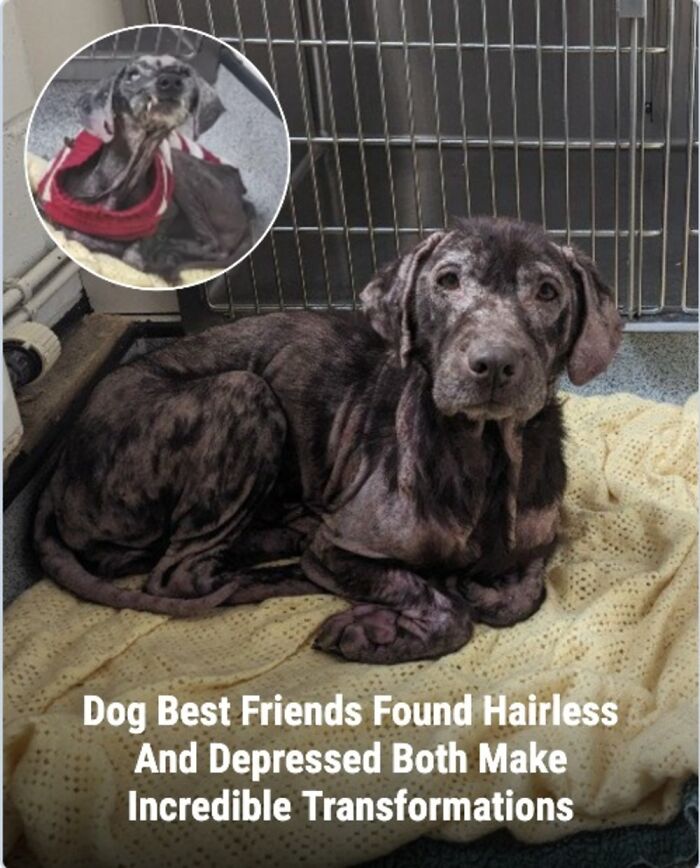 28 Emotional Animal Rescue Stories Shared By This Page That Might Restore Your Faith In Humanity
