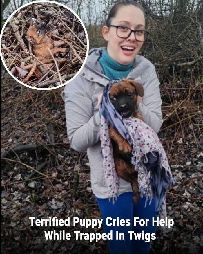 28 Emotional Animal Rescue Stories Shared By This Page That Might Restore Your Faith In Humanity