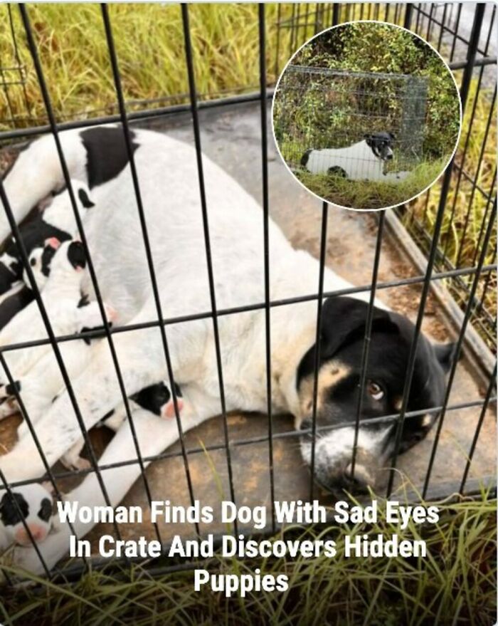 28 Emotional Animal Rescue Stories Shared By This Page That Might Restore Your Faith In Humanity