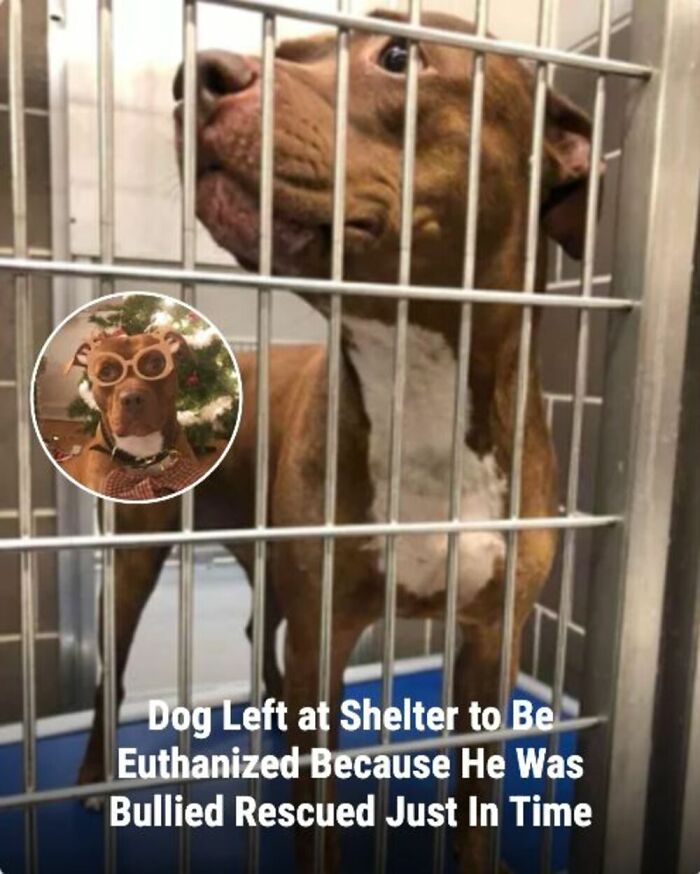 28 Emotional Animal Rescue Stories Shared By This Page That Might Restore Your Faith In Humanity