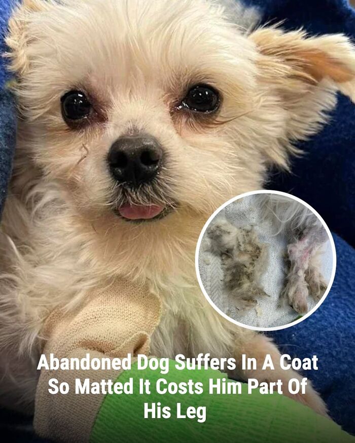 28 Emotional Animal Rescue Stories Shared By This Page That Might Restore Your Faith In Humanity
