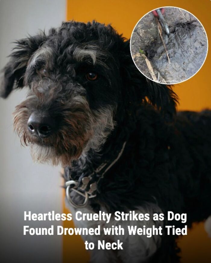 28 Emotional Animal Rescue Stories Shared By This Page That Might Restore Your Faith In Humanity