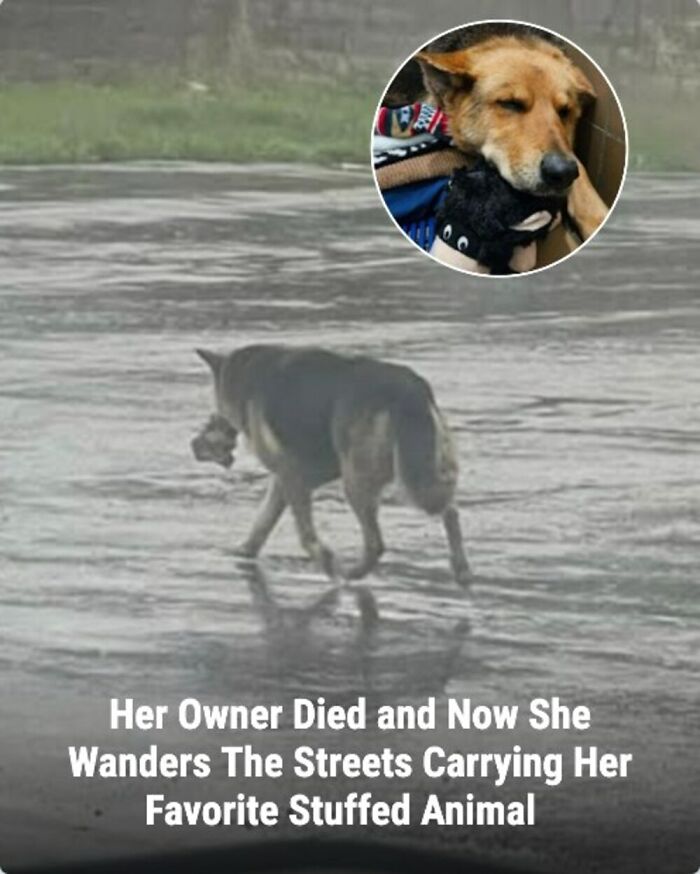 28 Emotional Animal Rescue Stories Shared By This Page That Might Restore Your Faith In Humanity