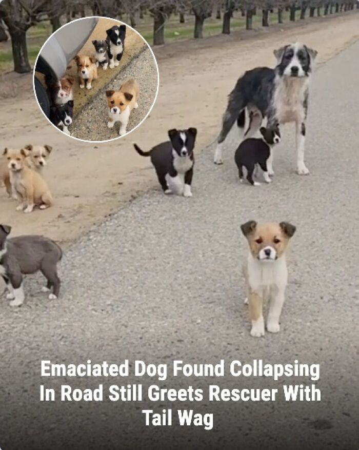 28 Emotional Animal Rescue Stories Shared By This Page That Might Restore Your Faith In Humanity