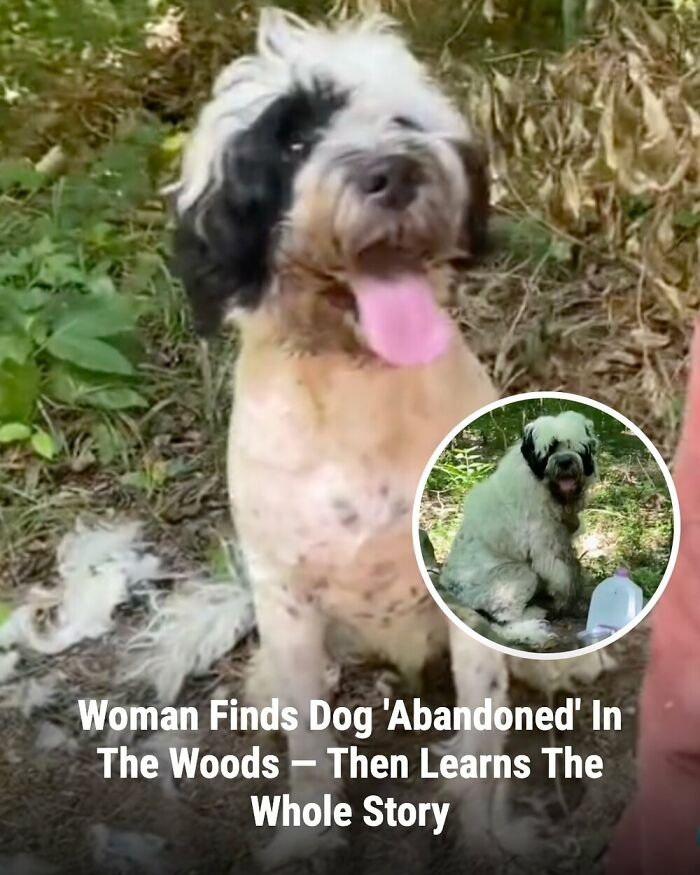 28 Emotional Animal Rescue Stories Shared By This Page That Might Restore Your Faith In Humanity