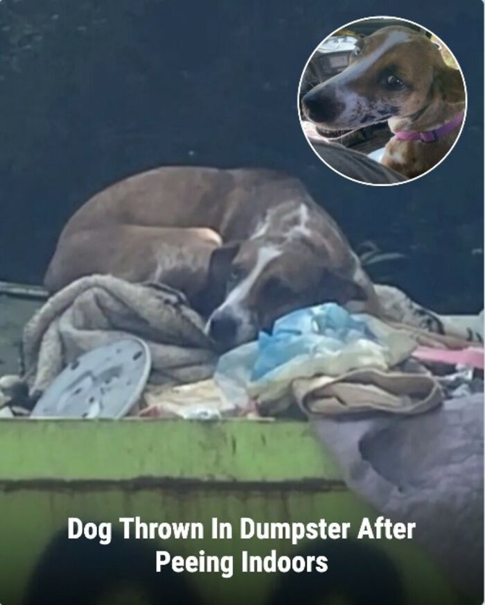 28 Emotional Animal Rescue Stories Shared By This Page That Might Restore Your Faith In Humanity