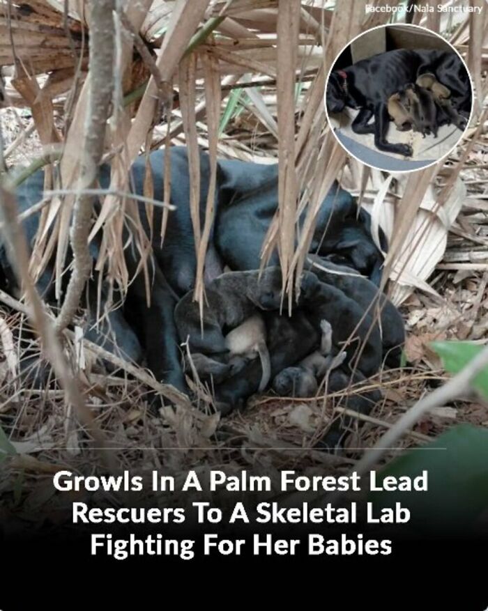 28 Emotional Animal Rescue Stories Shared By This Page That Might Restore Your Faith In Humanity