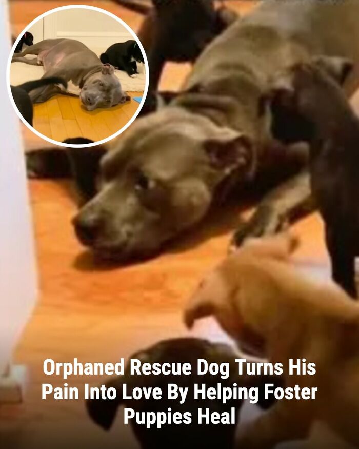 28 Emotional Animal Rescue Stories Shared By This Page That Might Restore Your Faith In Humanity