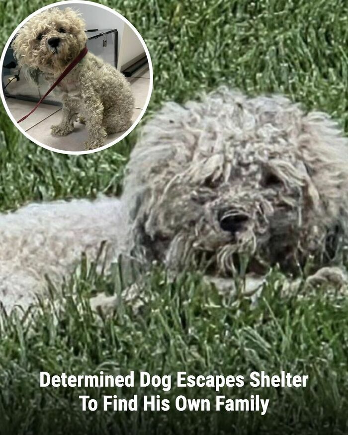 28 Emotional Animal Rescue Stories Shared By This Page That Might Restore Your Faith In Humanity