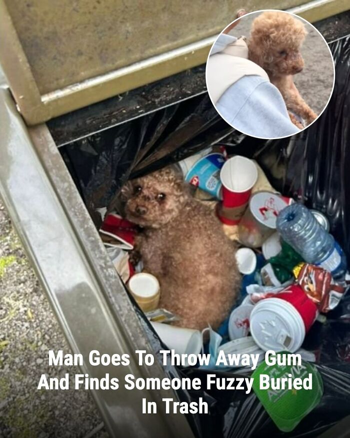 28 Emotional Animal Rescue Stories Shared By This Page That Might Restore Your Faith In Humanity