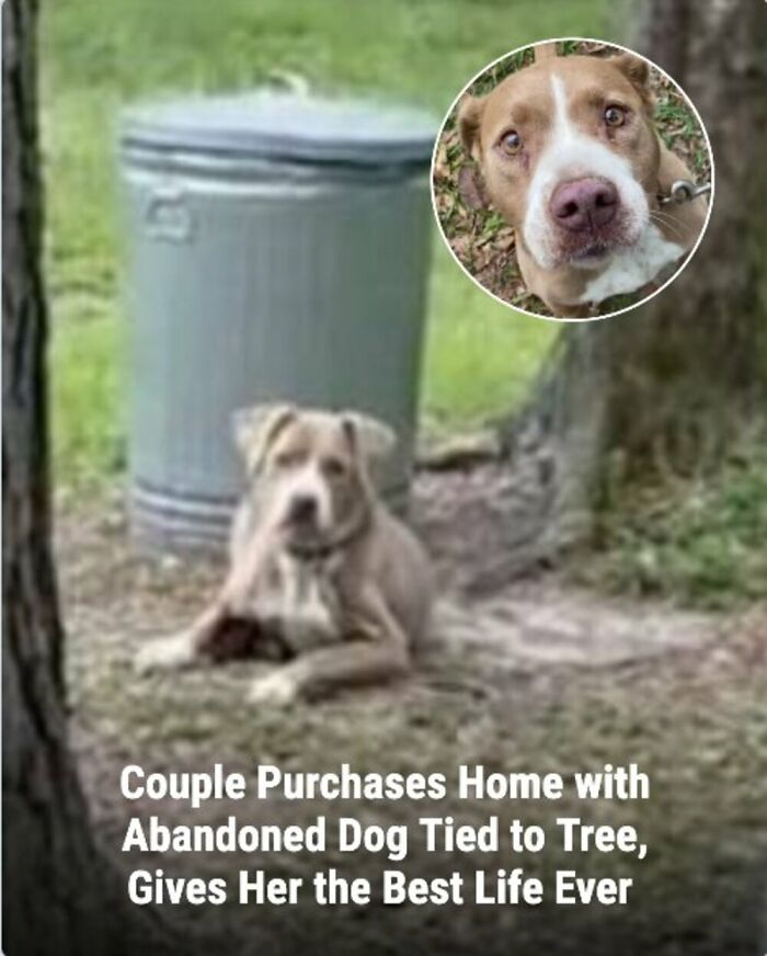 28 Emotional Animal Rescue Stories Shared By This Page That Might Restore Your Faith In Humanity