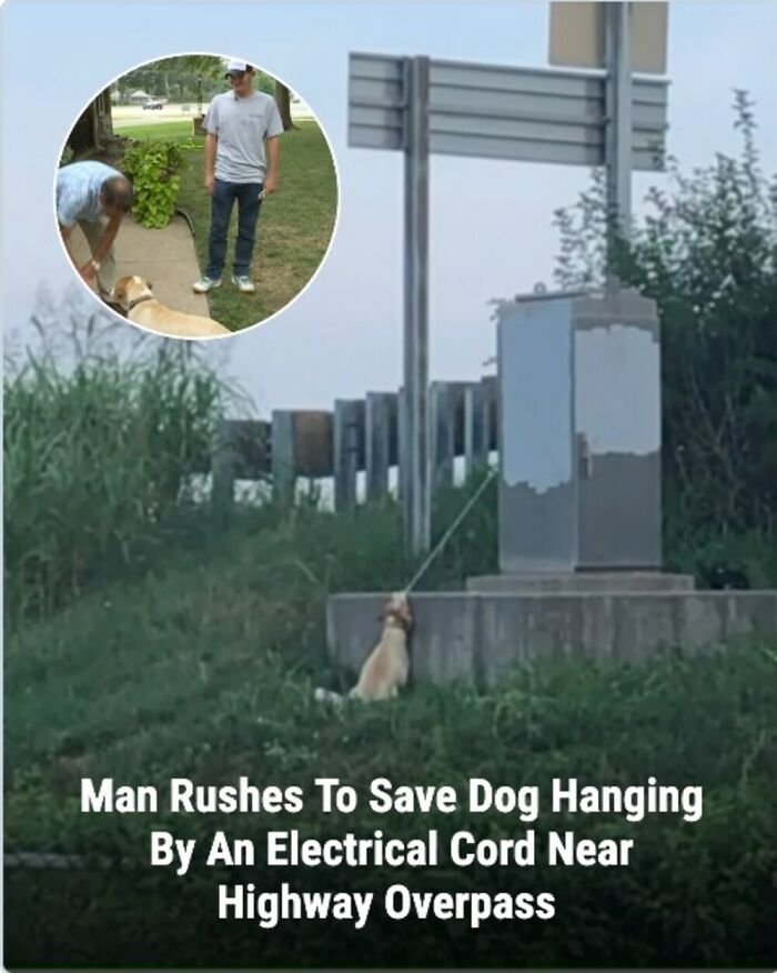 28 Emotional Animal Rescue Stories Shared By This Page That Might Restore Your Faith In Humanity
