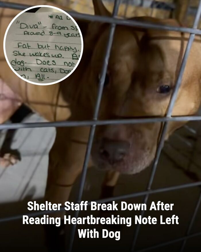 28 Emotional Animal Rescue Stories Shared By This Page That Might Restore Your Faith In Humanity