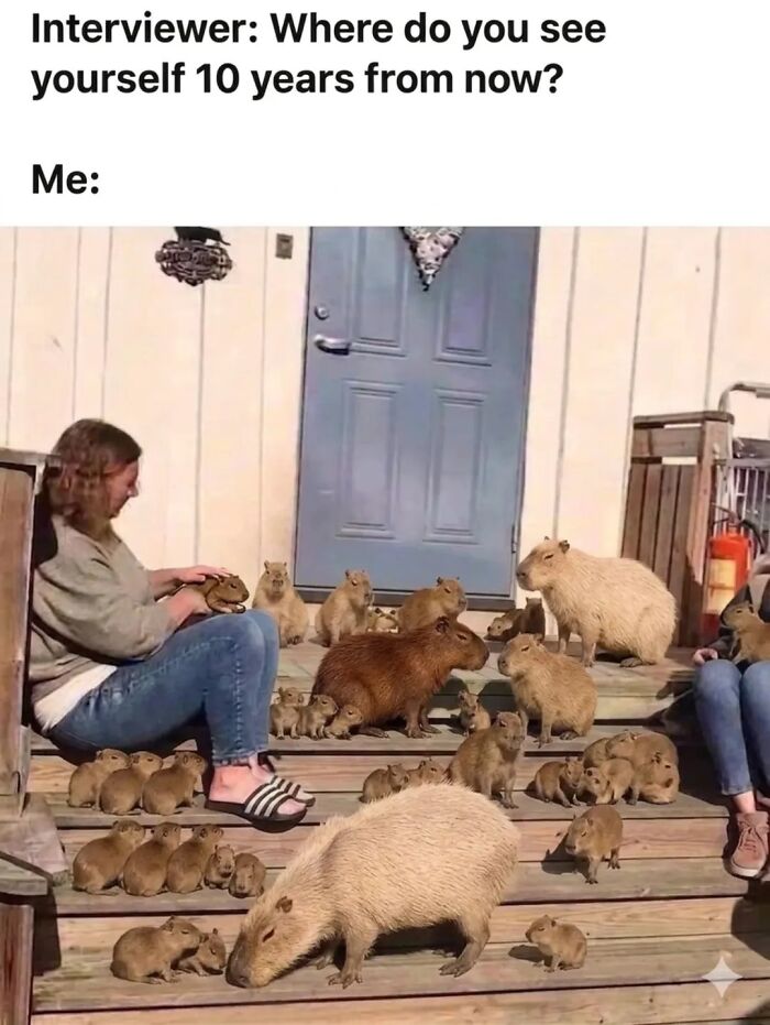 39 Memes Shared By This Page That Show How Cute And Relatable Capybaras Are