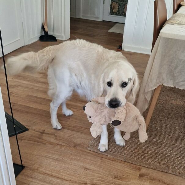 This Dog Owner Turned His Golden Retriever’s Favorite Little Habits Into 13 Adorable Pixel Animations This Dog Owner Turned His Golden Retriever’s Favorite Little Habits Into 13 Adorable Pixel Animations