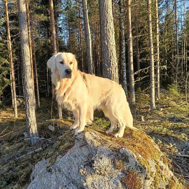This Dog Owner Turned His Golden Retriever’s Favorite Little Habits Into 13 Adorable Pixel Animations This Dog Owner Turned His Golden Retriever’s Favorite Little Habits Into 13 Adorable Pixel Animations