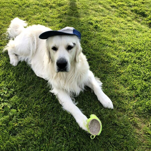 This Dog Owner Turned His Golden Retriever’s Favorite Little Habits Into 13 Adorable Pixel Animations This Dog Owner Turned His Golden Retriever’s Favorite Little Habits Into 13 Adorable Pixel Animations