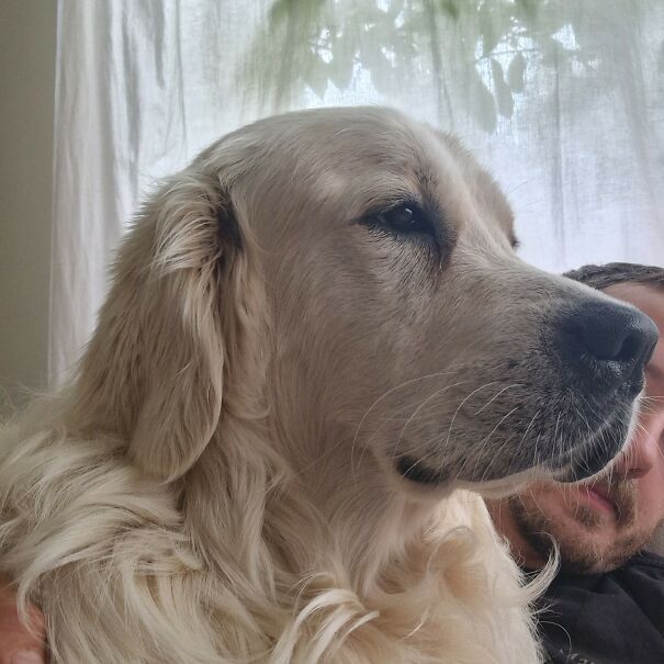 This Dog Owner Turned His Golden Retriever’s Favorite Little Habits Into 13 Adorable Pixel Animations This Dog Owner Turned His Golden Retriever’s Favorite Little Habits Into 13 Adorable Pixel Animations