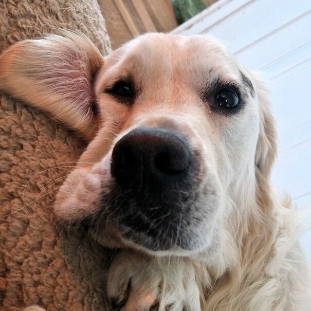 This Dog Owner Turned His Golden Retriever’s Favorite Little Habits Into 13 Adorable Pixel Animations This Dog Owner Turned His Golden Retriever’s Favorite Little Habits Into 13 Adorable Pixel Animations