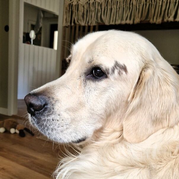 This Dog Owner Turned His Golden Retriever’s Favorite Little Habits Into 13 Adorable Pixel Animations This Dog Owner Turned His Golden Retriever’s Favorite Little Habits Into 13 Adorable Pixel Animations