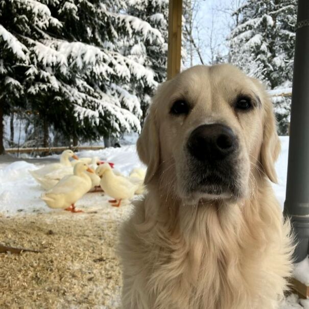 This Dog Owner Turned His Golden Retriever’s Favorite Little Habits Into 13 Adorable Pixel Animations This Dog Owner Turned His Golden Retriever’s Favorite Little Habits Into 13 Adorable Pixel Animations