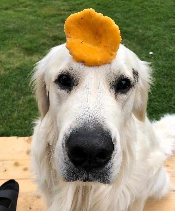 This Dog Owner Turned His Golden Retriever’s Favorite Little Habits Into 13 Adorable Pixel Animations This Dog Owner Turned His Golden Retriever’s Favorite Little Habits Into 13 Adorable Pixel Animations